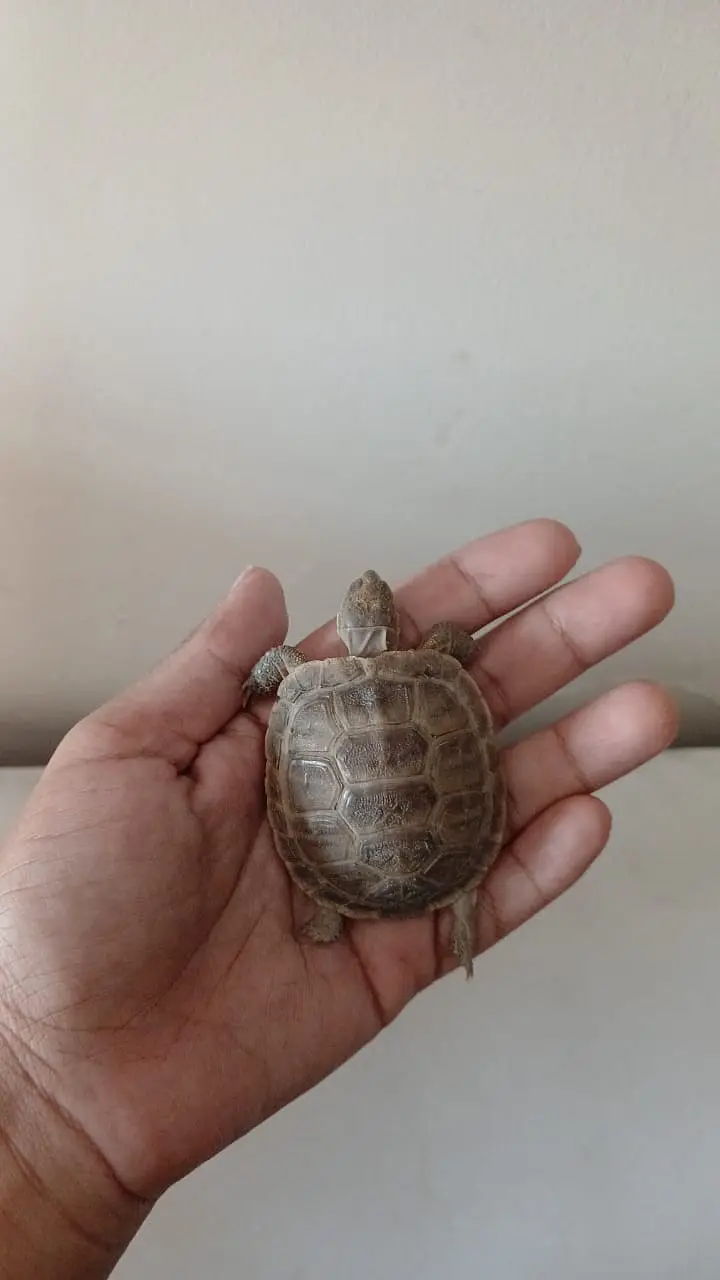 3 month old russian tortoise — photo 2
