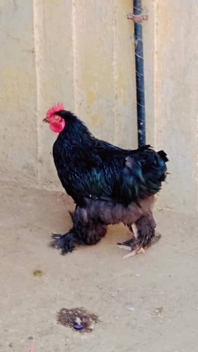black heavy buff Pair
