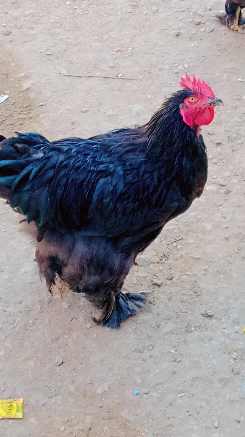 black heavy buff Pair 2