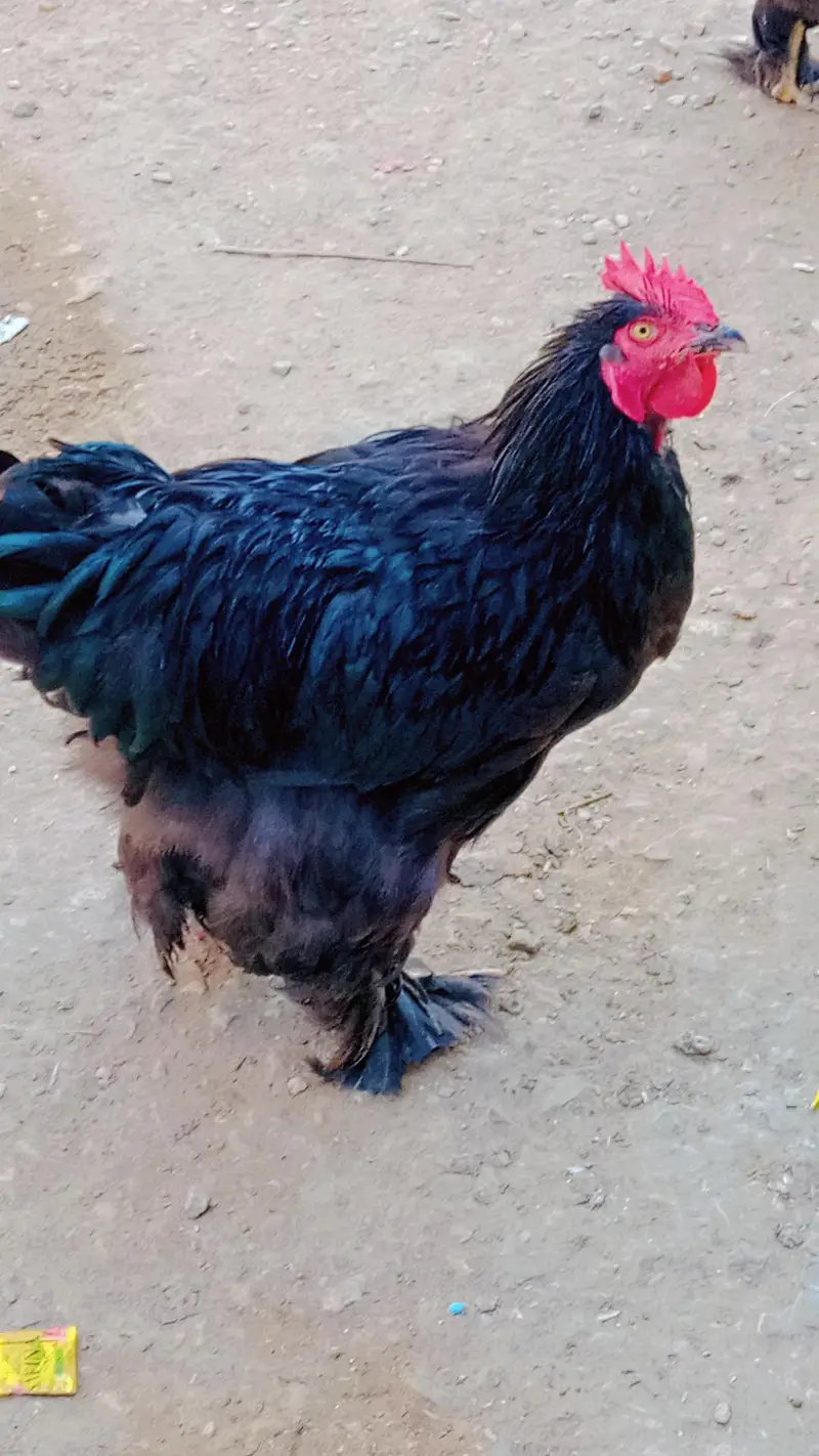 black heavy buff Pair — photo 3