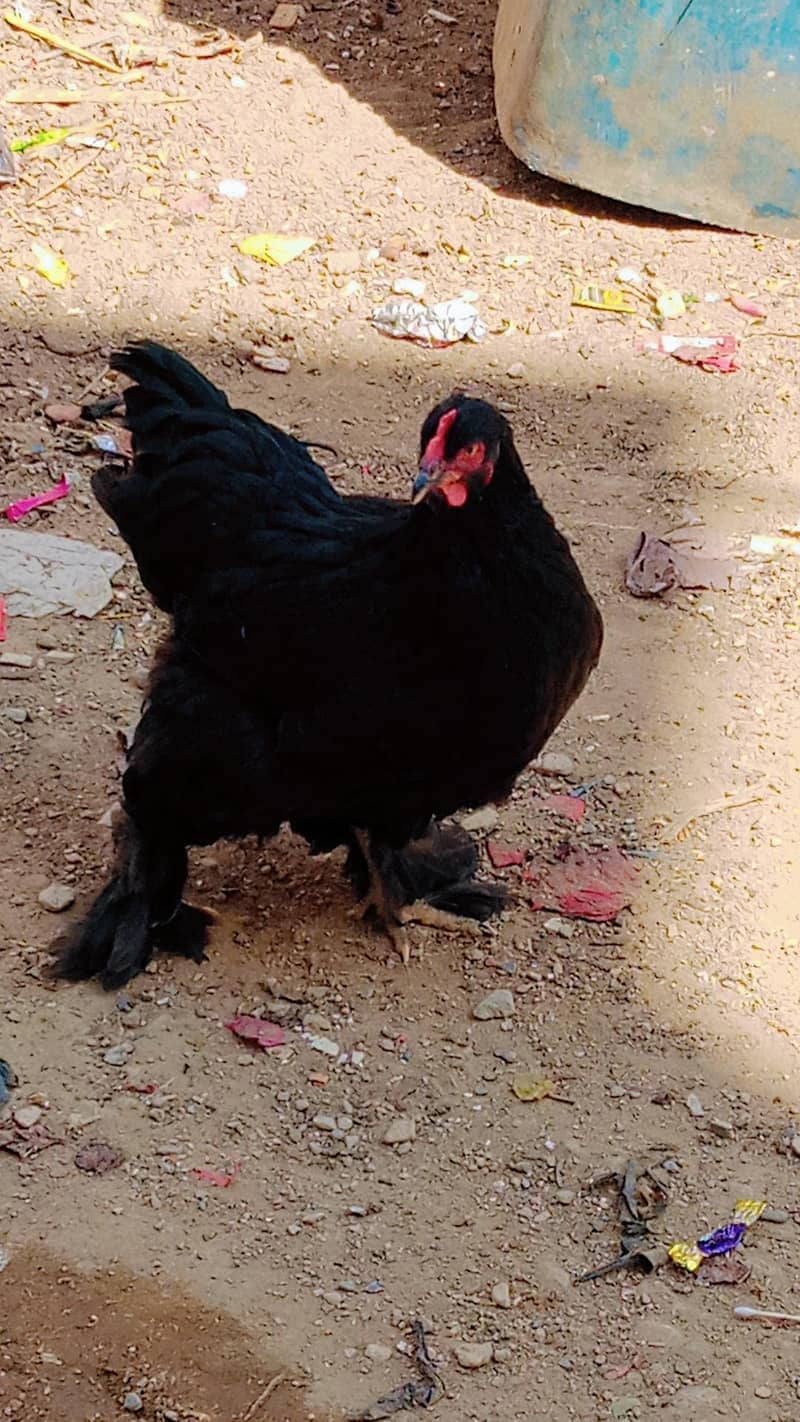 black heavy buff Pair 3