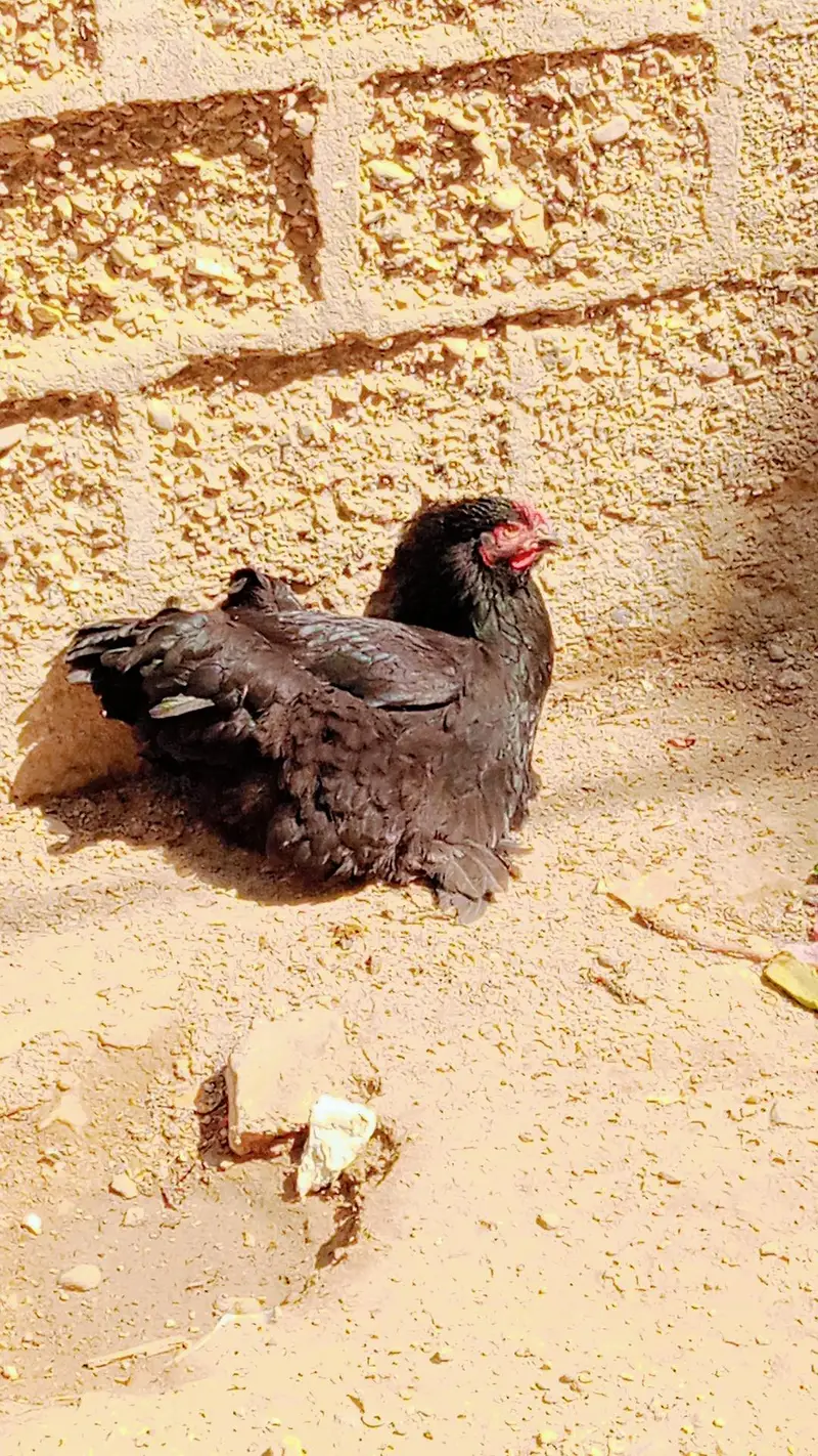 black heavy buff Pair — photo 5