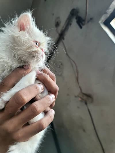 Peki male kitten