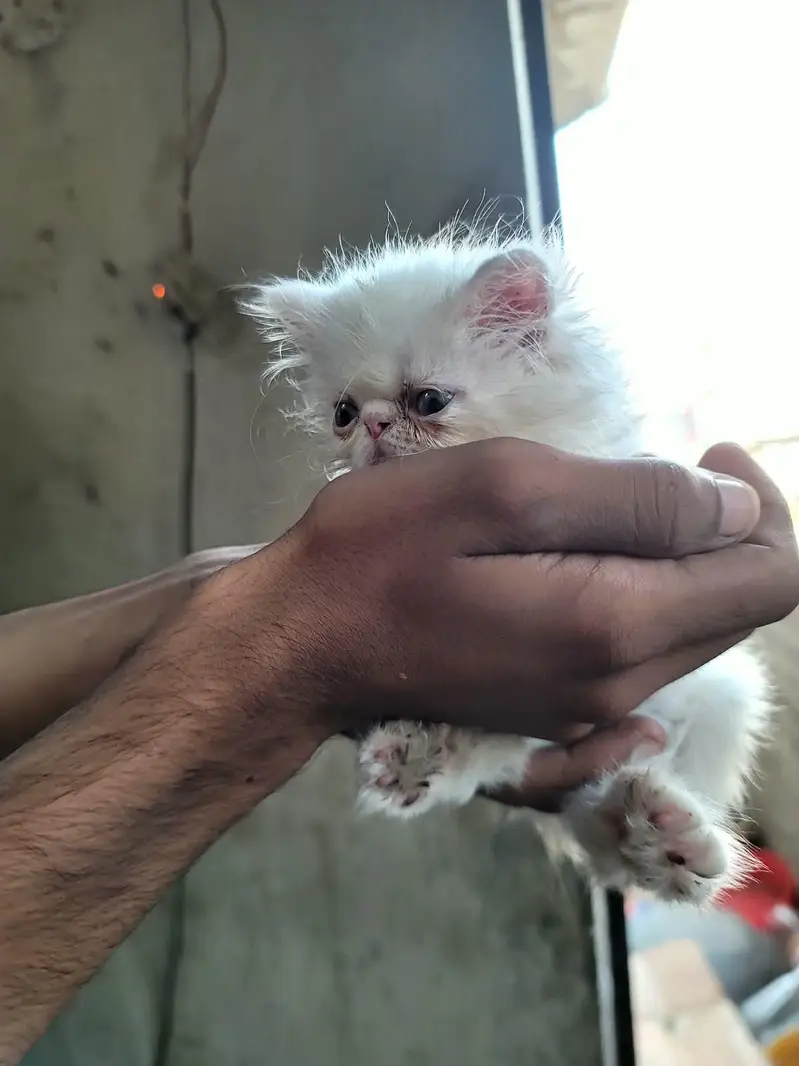 Peki male kitten — photo 2