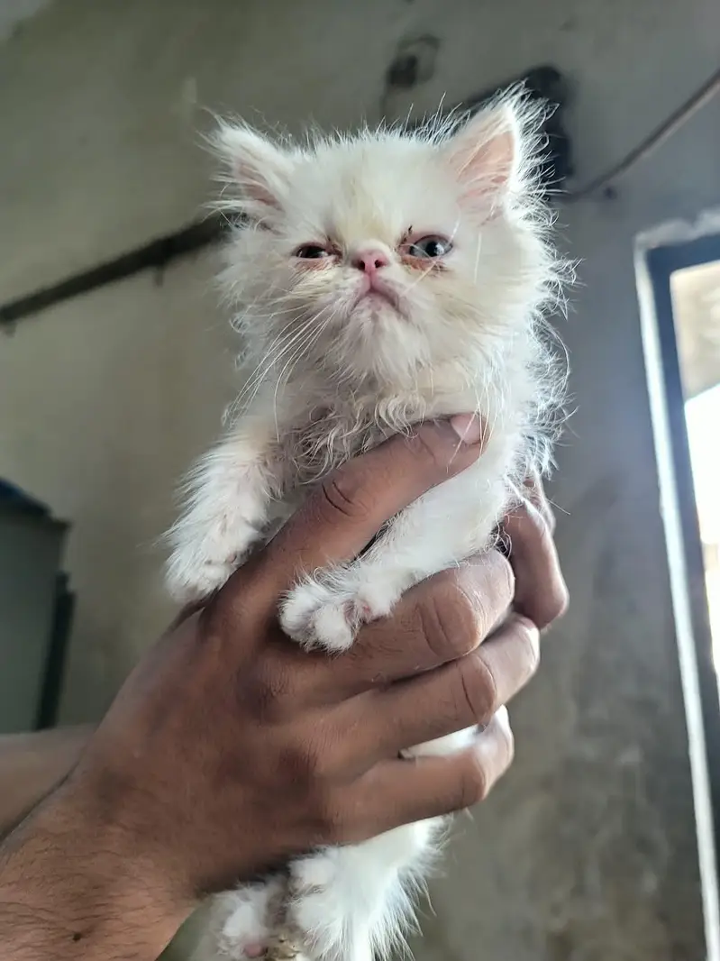 Peki male kitten — photo 3