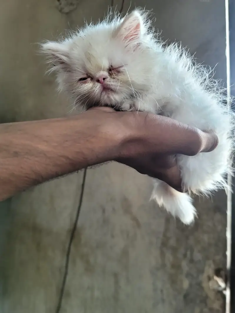 Peki male kitten — photo 4