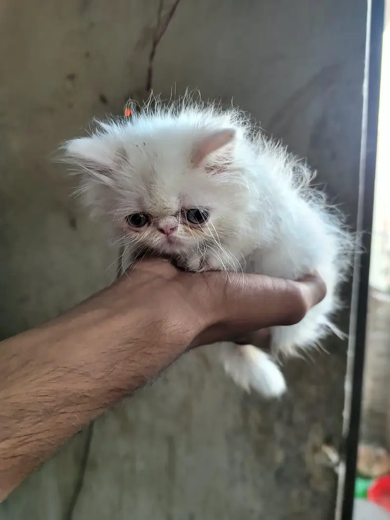 Peki male kitten — photo 5