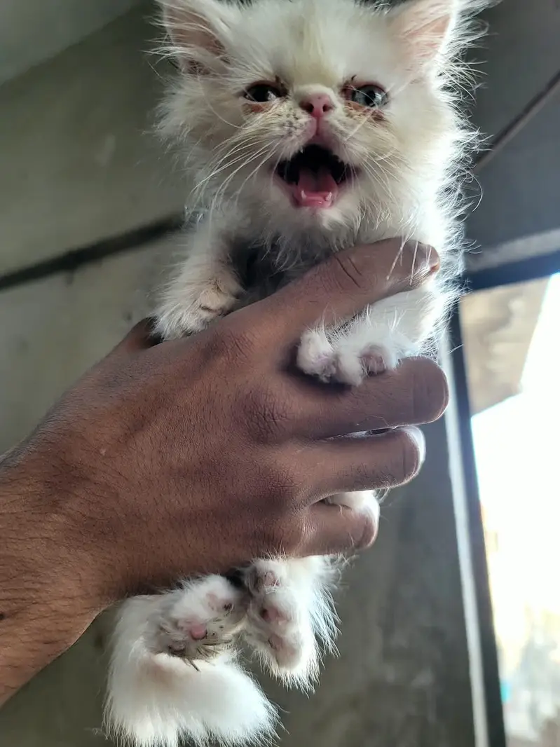 Peki male kitten — photo 6