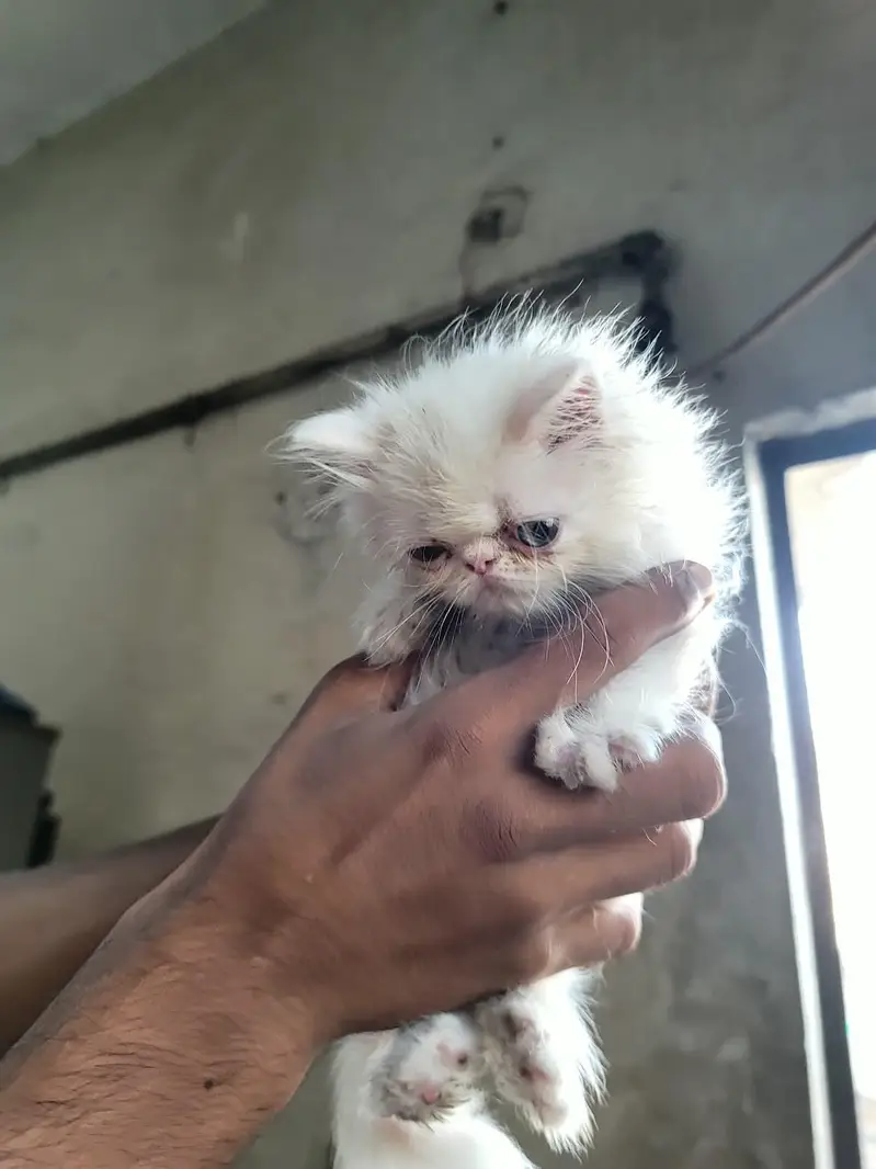 Peki male kitten — photo 7