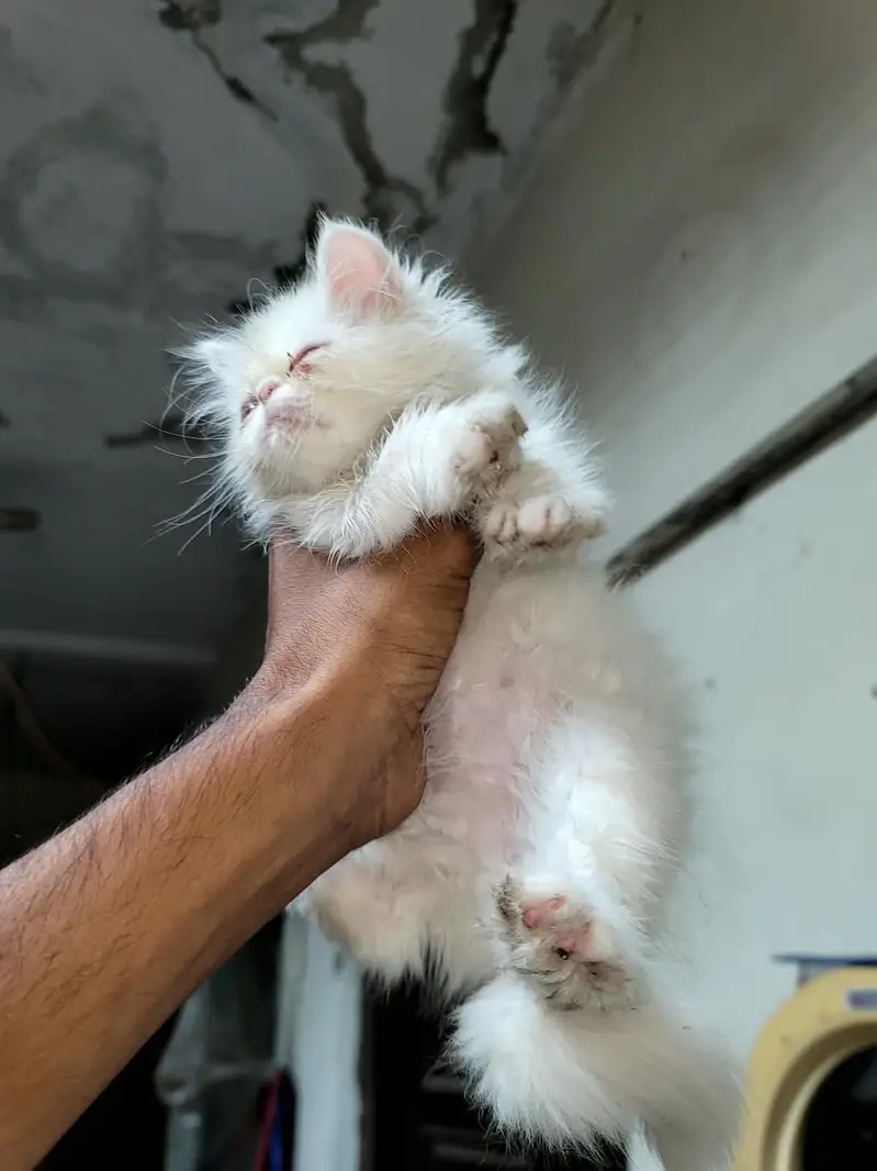 Peki male kitten — photo 8