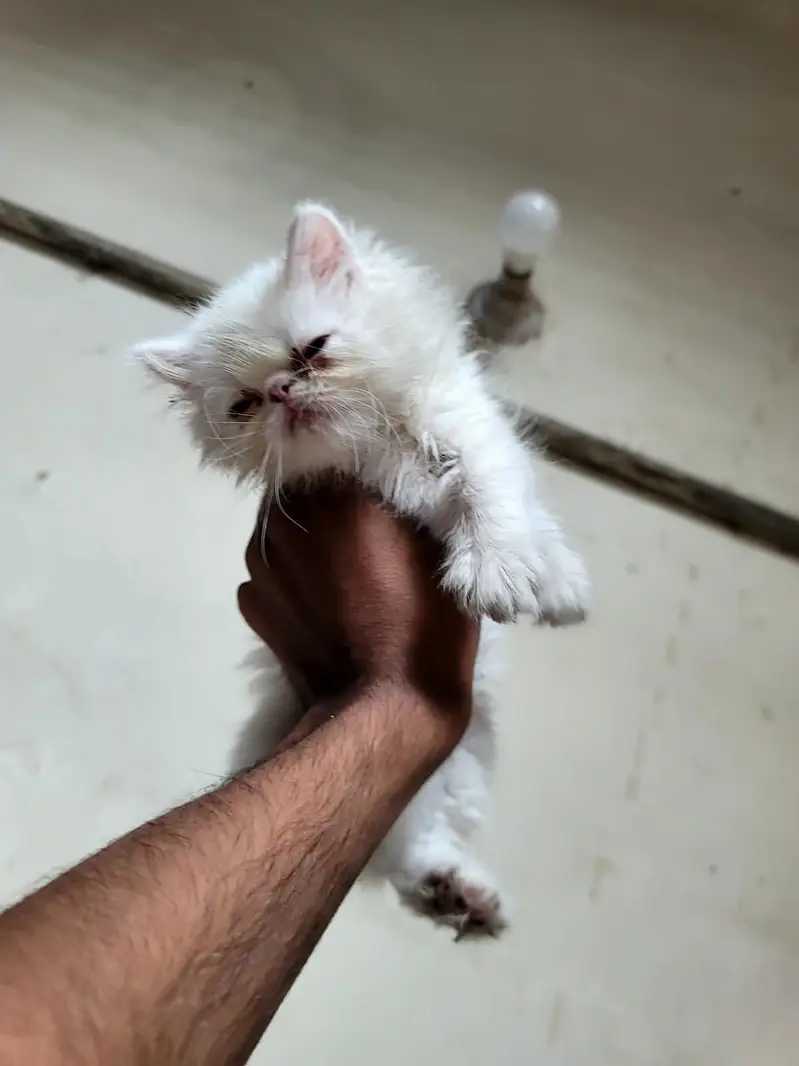 Peki male kitten — photo 9