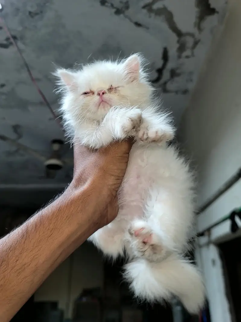 Peki male kitten — photo 10