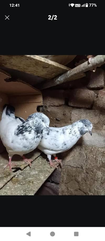 kabooter+ green budgies for sale