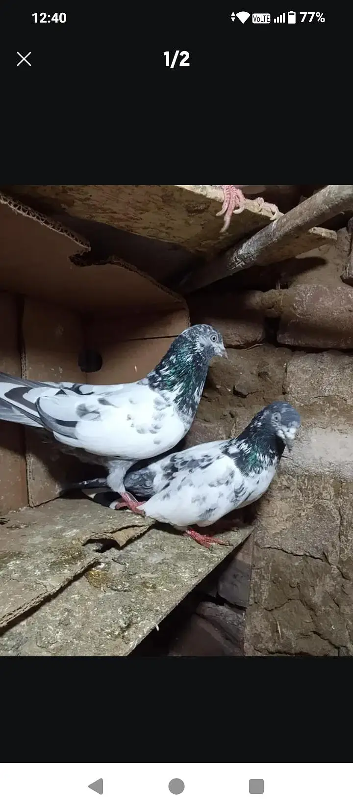 kabooter+ green budgies for sale — photo 2