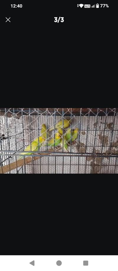 green budgies for sale