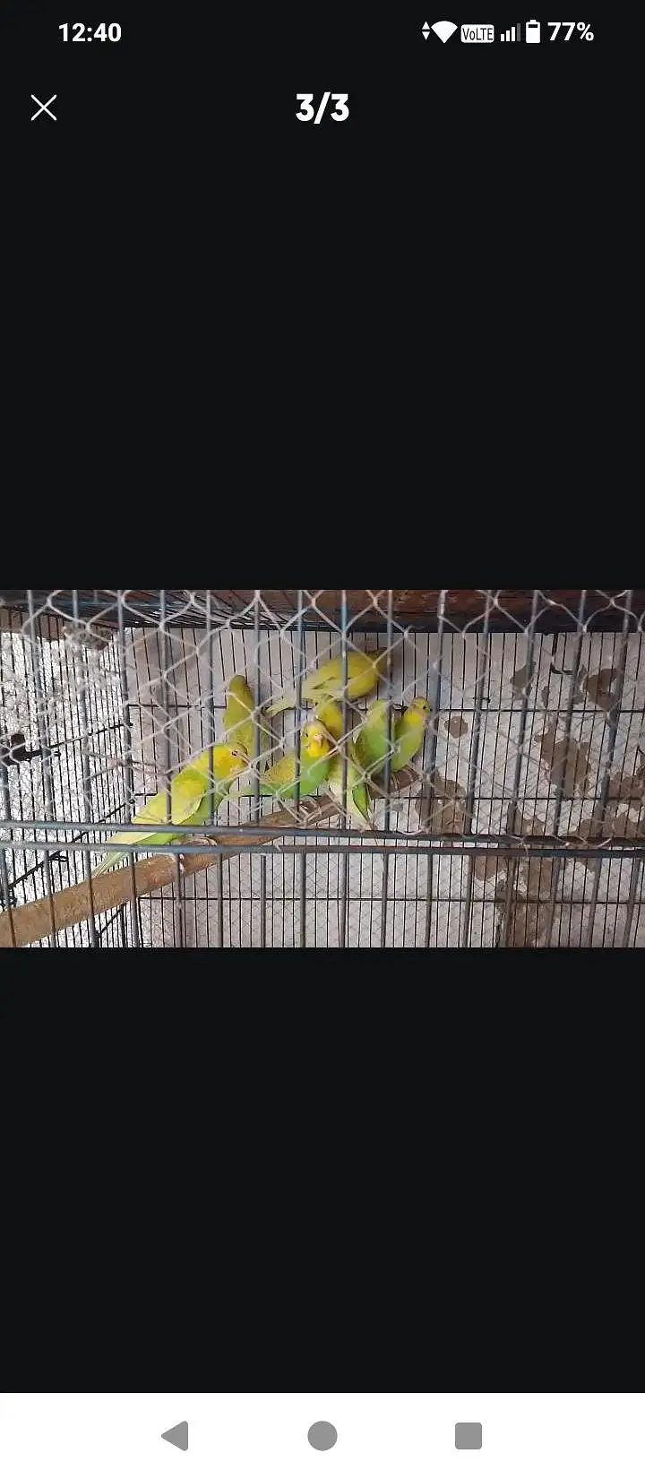 kabooter+ green budgies for sale — photo 3