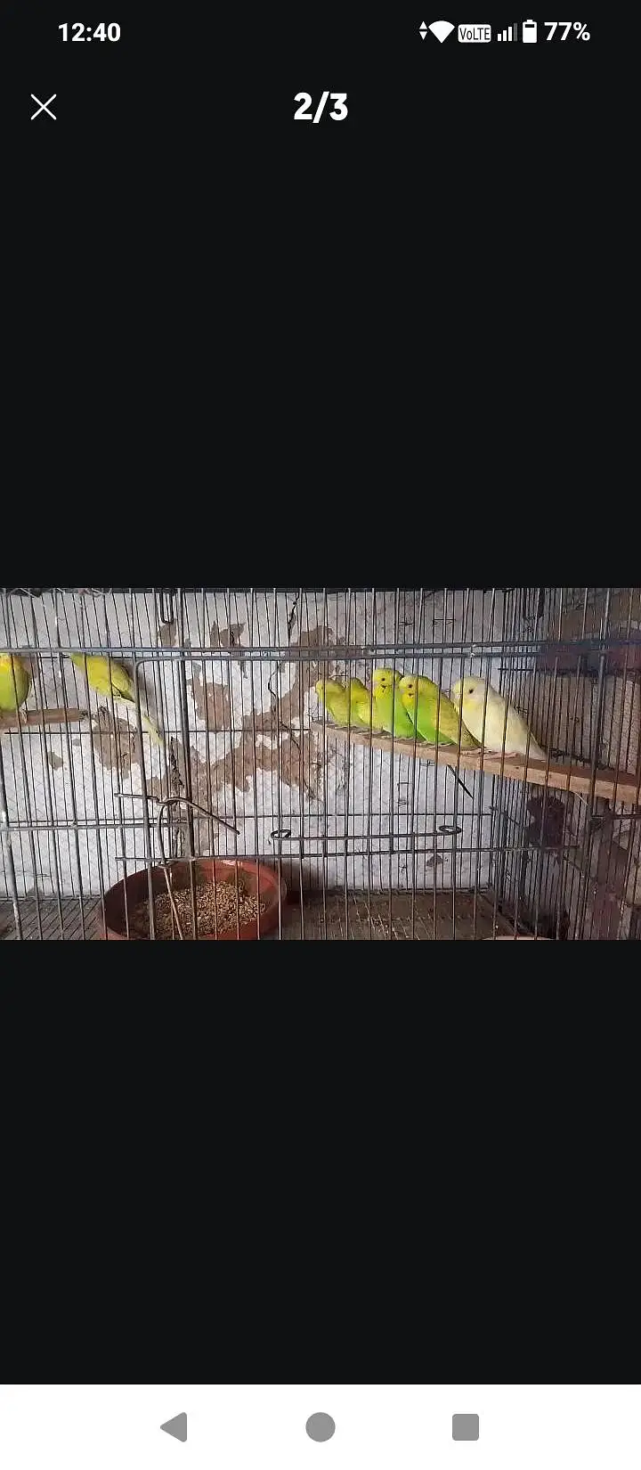 kabooter+ green budgies for sale — photo 4