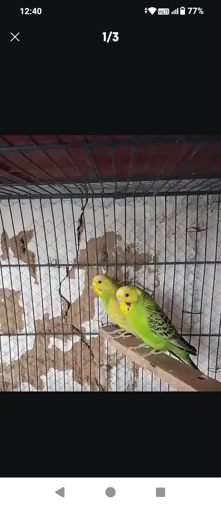 kabooter+ green budgies for sale — photo 5