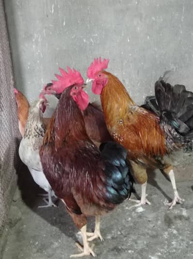 Golden Misre murghiyan for sale 03124499315 cntct nmb