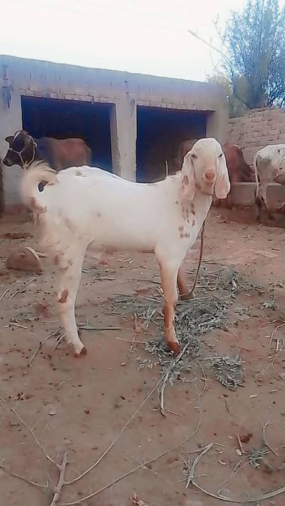 خوبصورت بکرا براے فروخت باقر پور کبیر والا