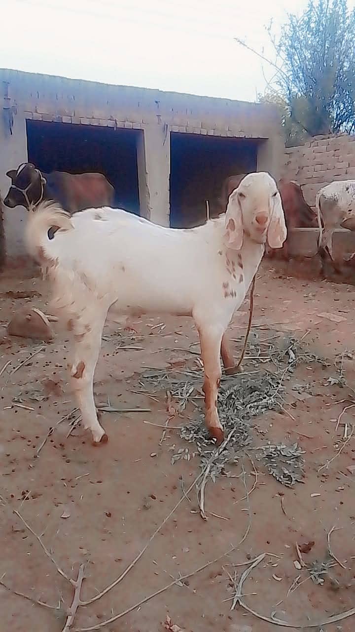 خوبصورت بکرا براے فروخت باقر پور کبیر والا 0