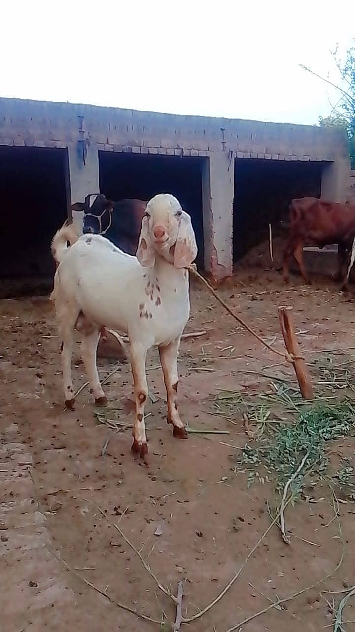 خوبصورت بکرا براے فروخت باقر پور کبیر والا 1