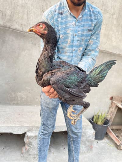 Aseel thai+burmi pathi