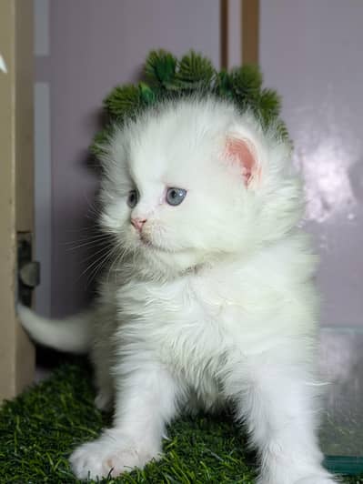 punch Face kitten