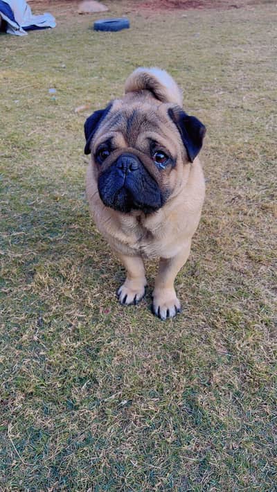 Male PUG Fully Vaccinated For Sale