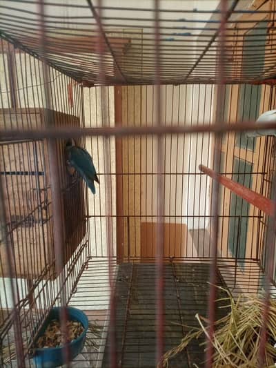 love bird sale white male and blue online female