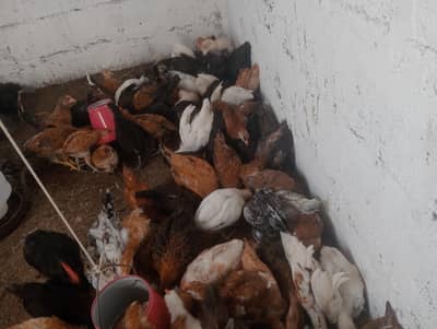 Golden misri checks for sale