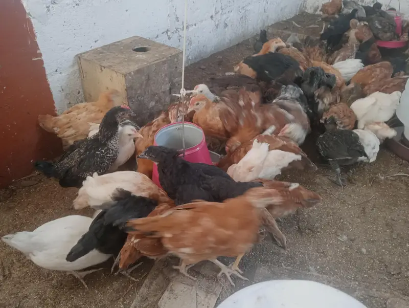 Golden misri checks for sale — photo 2