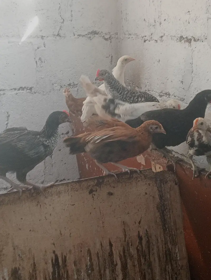 Golden misri checks for sale — photo 4
