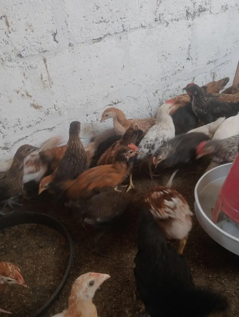 Golden misri checks for sale — photo 7