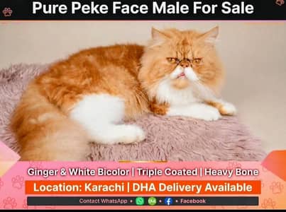 Peke Face Persian Male For Sale Karachi
