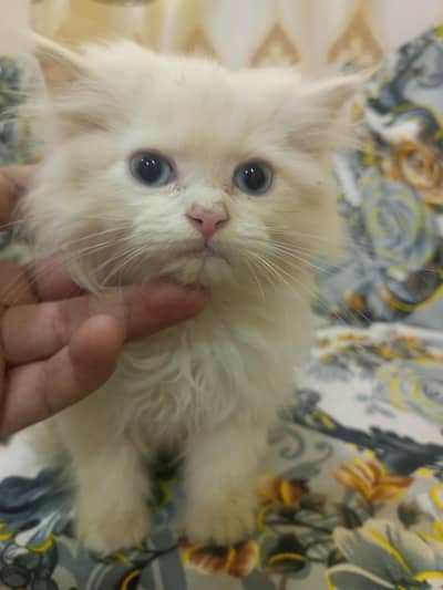 Female kitten
