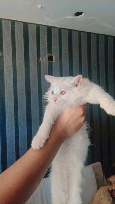 white cat and urgent sale