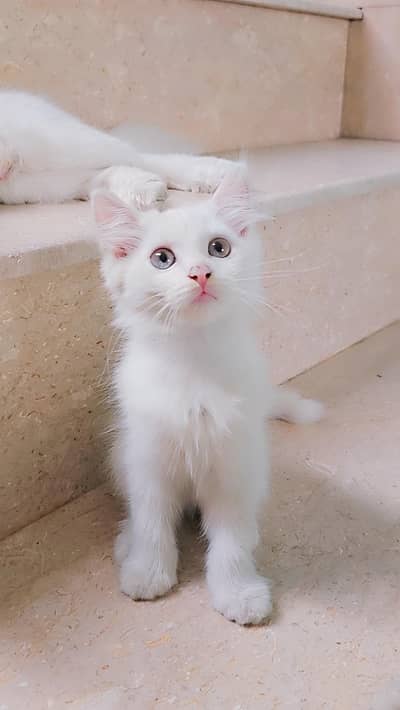 White Persian type Female kitten with Unique Blue&Yellow mixed Eyes
