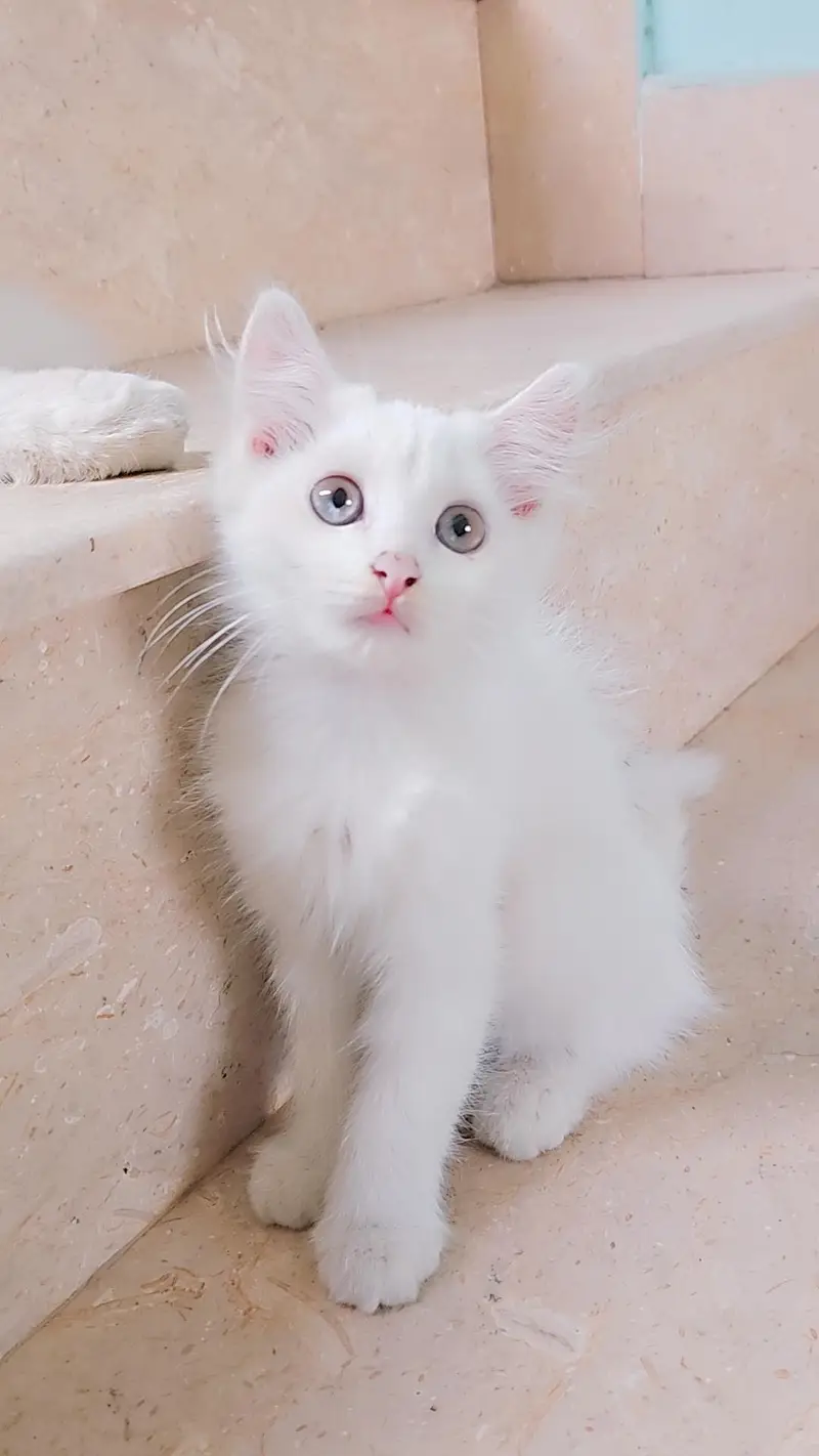 White Persian type Female kitten with Unique Blue&Yellow mixed Eyes — photo 2