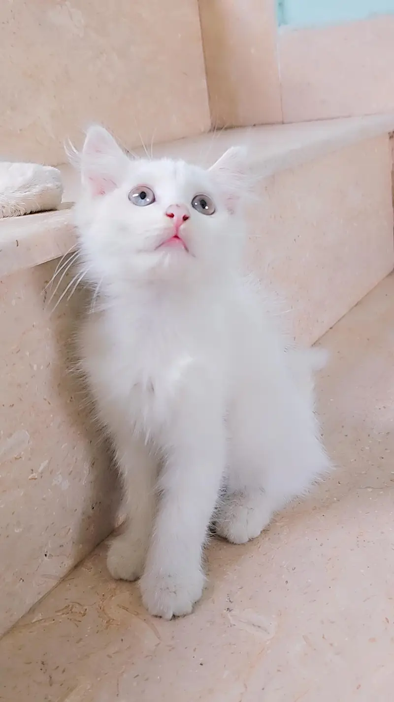 White Persian type Female kitten with Unique Blue&Yellow mixed Eyes — photo 3