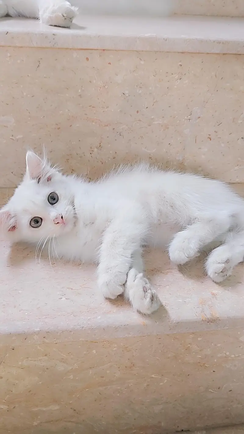 White Persian type Female kitten with Unique Blue&Yellow mixed Eyes — photo 4