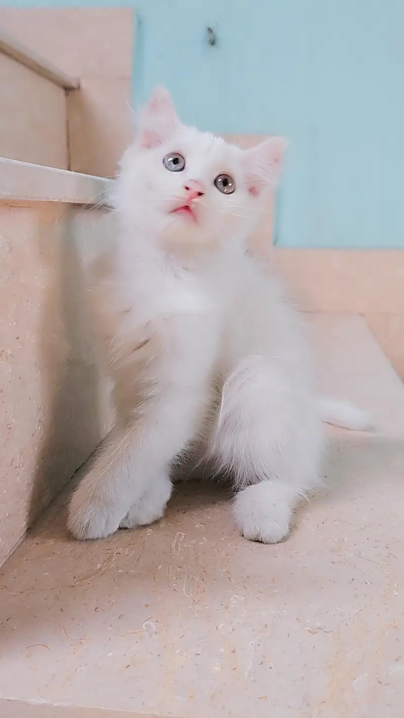 White Persian type Female kitten with Unique Blue&Yellow mixed Eyes — photo 5