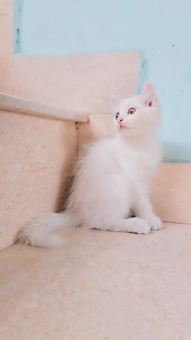 White Persian type Female kitten with Unique Blue&Yellow mixed Eyes — photo 6