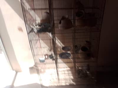 12 portion bird cage fol sale
