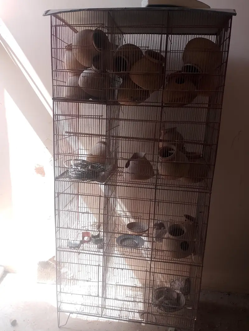 12 portion bird cage fol sale — photo 2