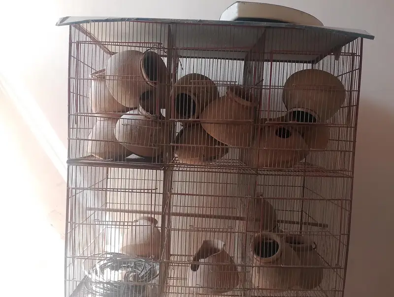 12 portion bird cage fol sale — photo 3