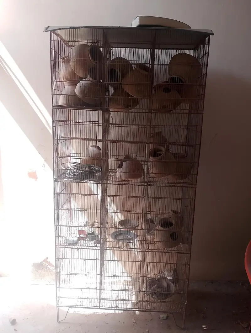 12 portion bird cage fol sale — photo 4