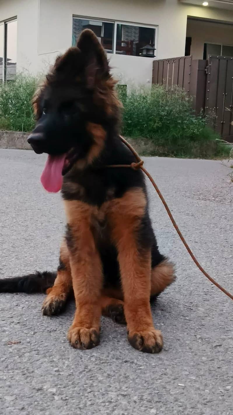 German shepferd 0