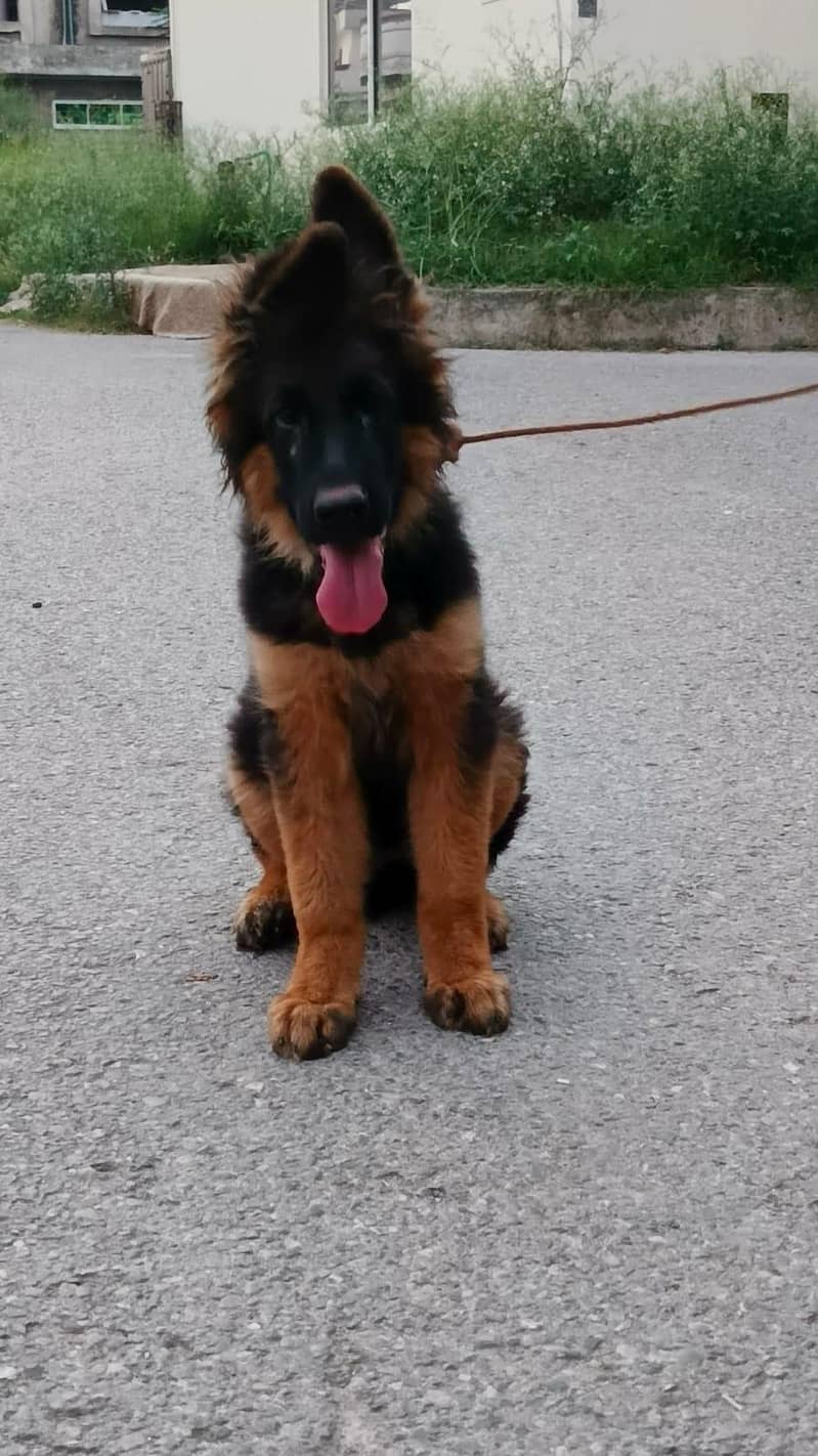 German shepferd 1