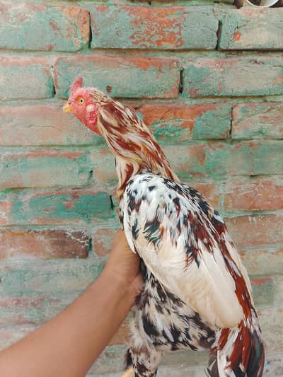 pure aseel murga Color cheena